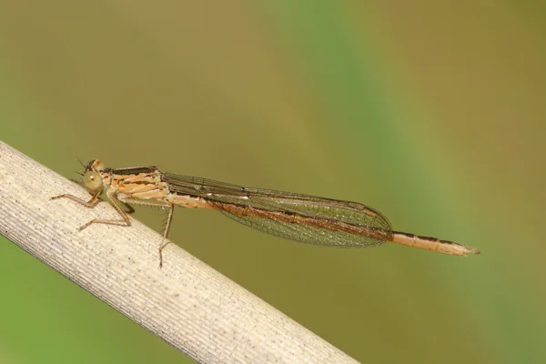 Siberia Winter Damselfly ♂ (2014)