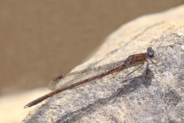 Siberia Winter Damselfly ♂ (2015)