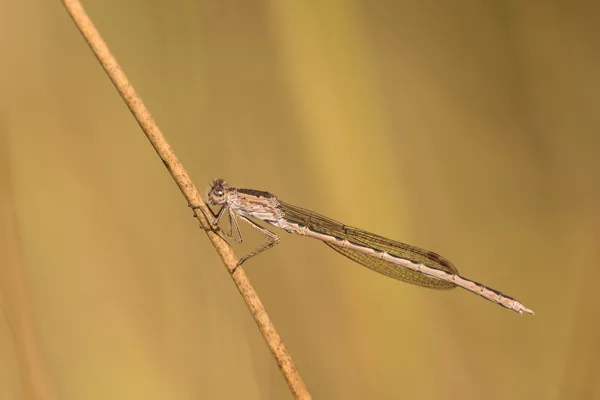 Siberia Winter Damselfly ♂ (2015)