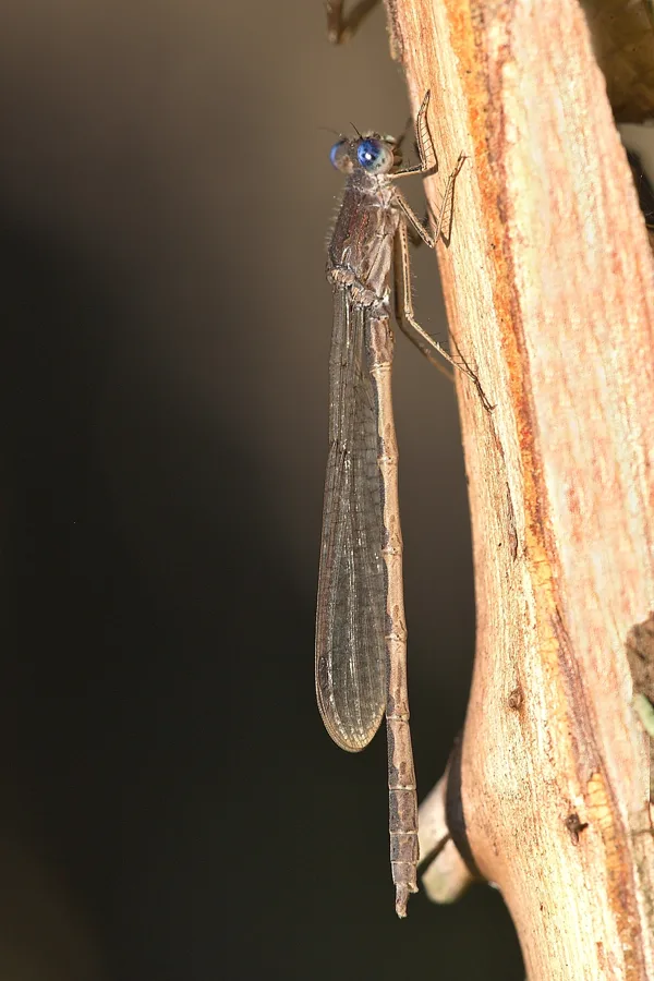 Siberia Winter Damselfly ♂ (2016)