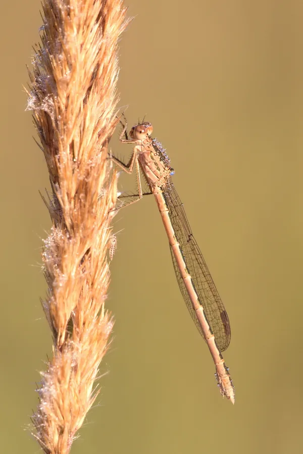 Siberia Winter Damselfly ♀ (2017)