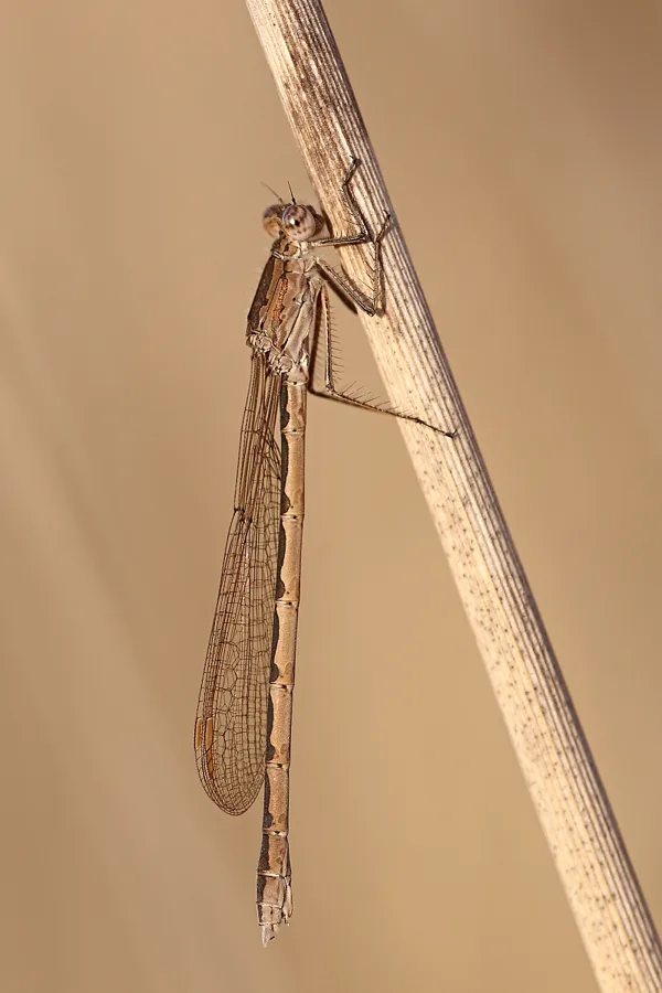 Siberia Winter Damselfly ♀ (2015)