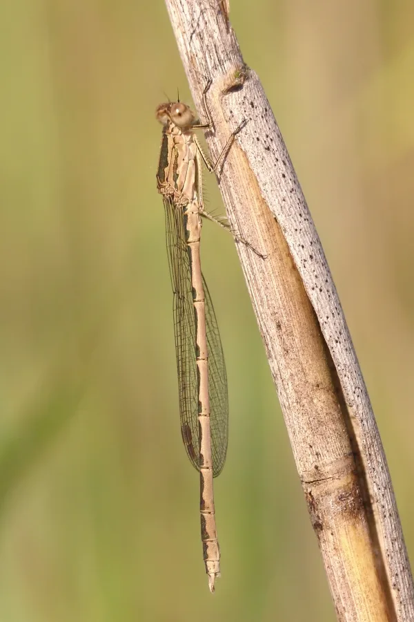 Siberia Winter Damselfly ♂ (2013)