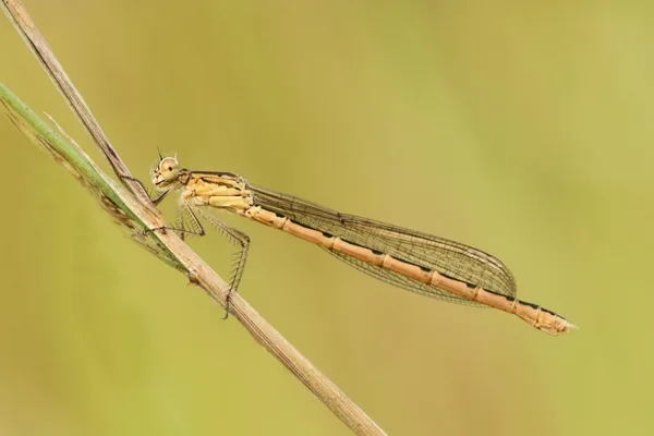Siberia Winter Damselfly ♀ (2013)