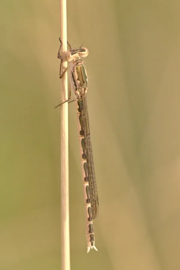 Siberia Winter Damselfly ♀ (2013)