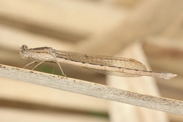 Siberia Winter Damselfly ♀ (2014)