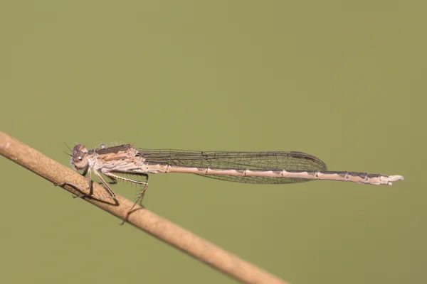 Siberia Winter Damselfly ♂ (2015)