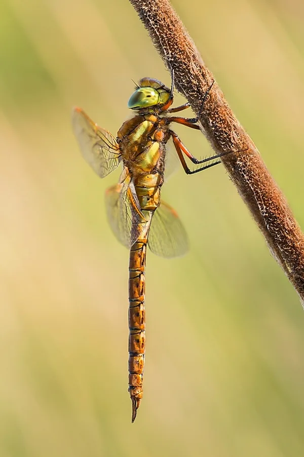 Norfolk Hawker ♂ (2014)