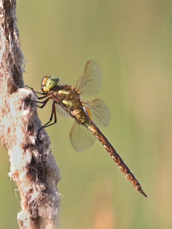 Norfolk Hawker ♂ (2014)