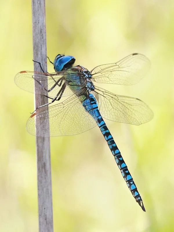 Southern Migrant Hawker ♂ (2013)