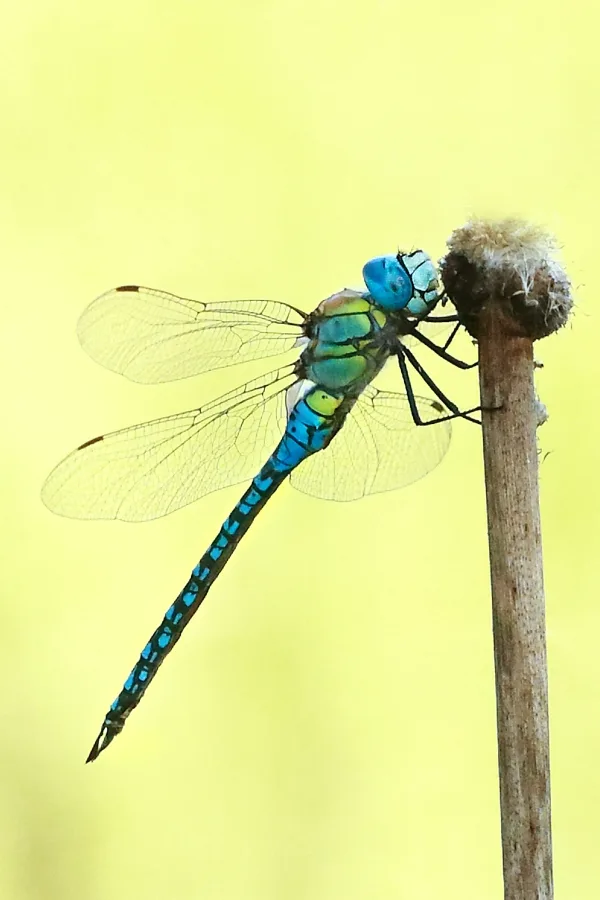 Southern Migrant Hawker ♂ (2013)