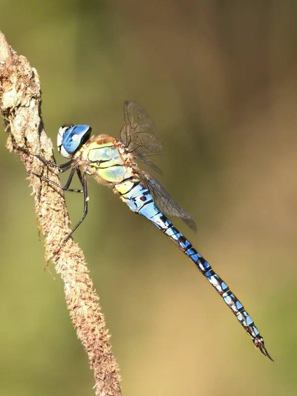 Southern Migrant Hawker ♂ (2013)
