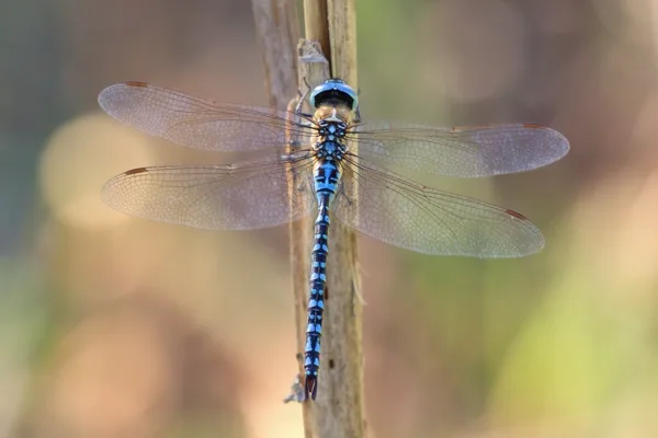 Southern Migrant Hawker ♂ (2013)