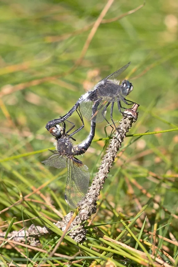 Dark Whiteface ♂ + ♀ (2015)