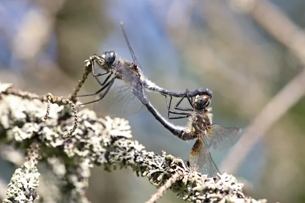 Dark Whiteface ♂ + ♀ (2015)