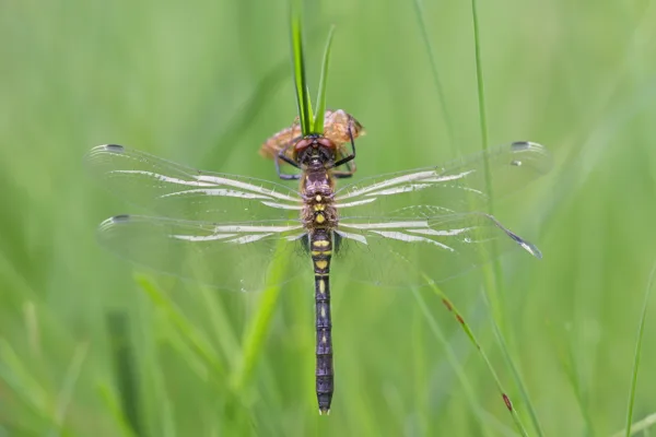 Dark Whiteface ♀ (2017)