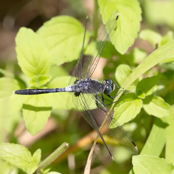 Dark Whiteface ♂ (2015)