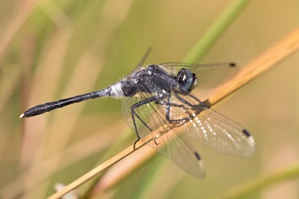 Dark Whiteface ♂ (2015)