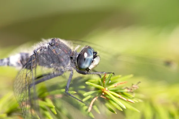 Dark Whiteface ♂ (2015)