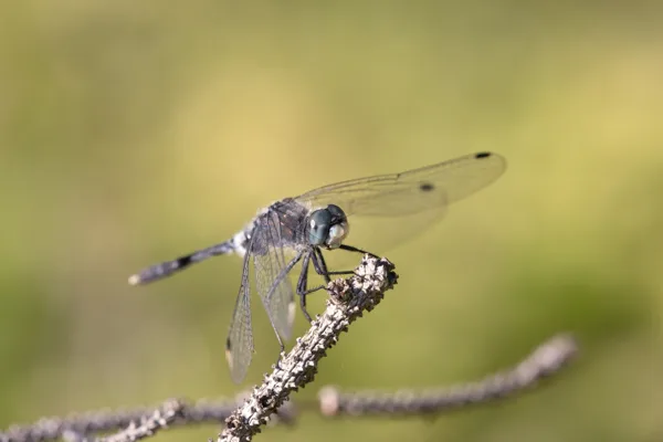 Dark Whiteface ♂ (2017)