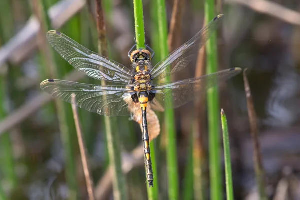 White-faced Darter ♂ (2017)