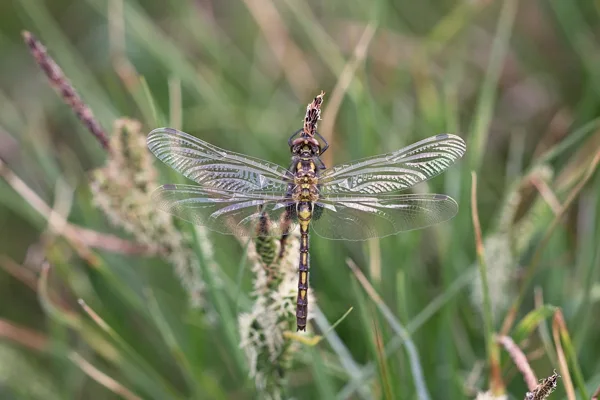 White-faced Darter ♀ (2017)
