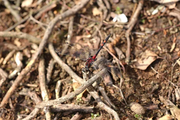 White-faced Darter ♂ (2017)