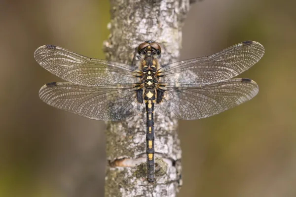 White-faced Darter ♀ (2017)