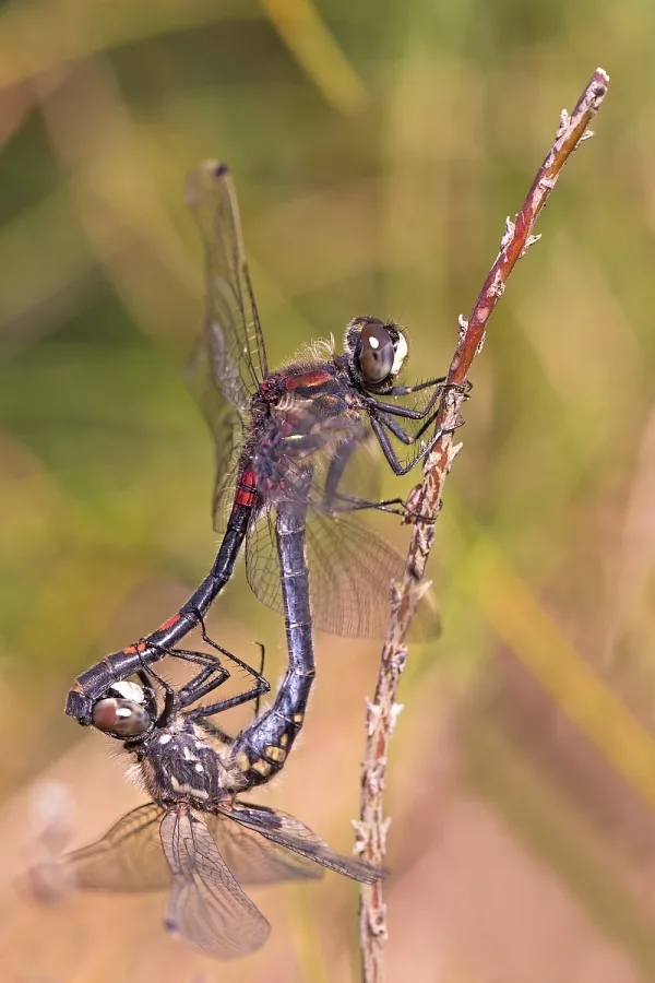 White-faced Darter ♂ + ♀ (2016)