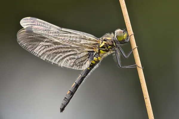 White-faced Darter ♀ (2017)