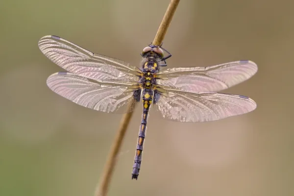 White-faced Darter ♀ (2017)