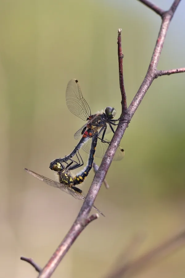 White-faced Darter ♂ + ♀ (2017)