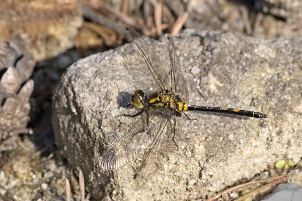 White-faced Darter ♂ (2017)