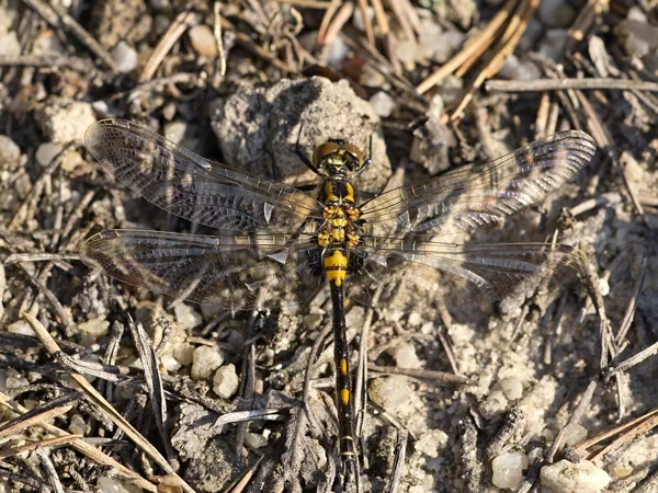 White-faced Darter ♂ (2017)