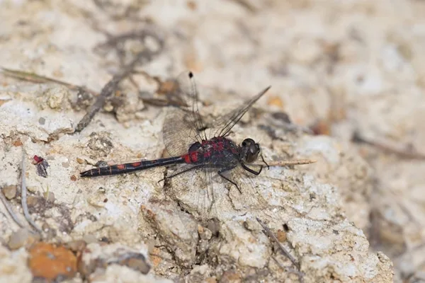 White-faced Darter ♂ (2015)