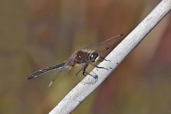 White-faced Darter ♂ (2015)