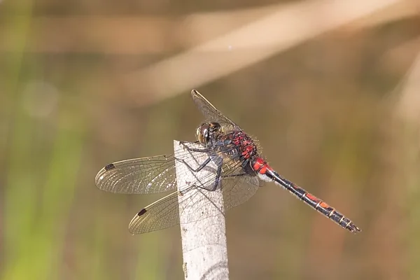 White-faced Darter ♂ (2016)
