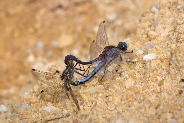 White-faced Darter ♂ + ♀ (2015)