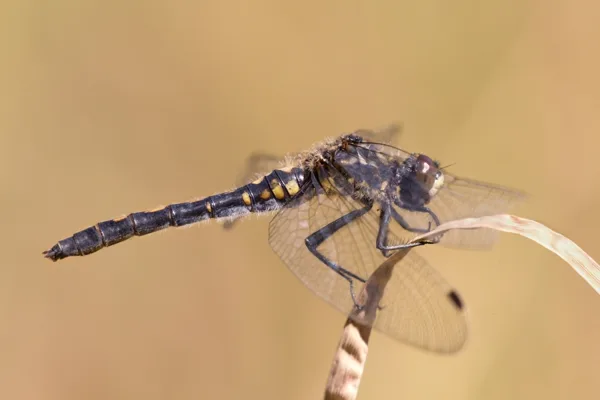 White-faced Darter ♀ (2015)