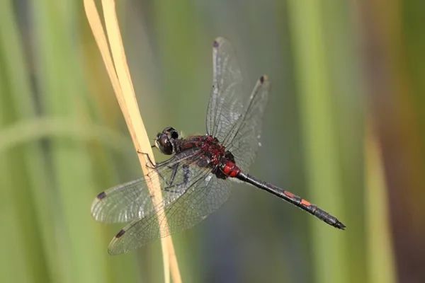 White-faced Darter ♂ (2015)