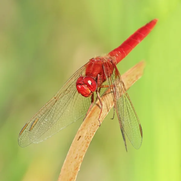 Scarlet Darter ♂ (2013)