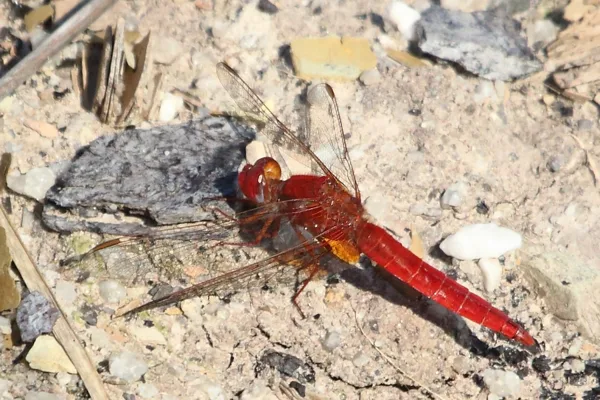 Scarlet Darter ♂ (2013)