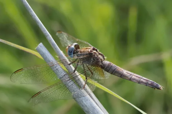 Scarlet Darter ♀ (2013)