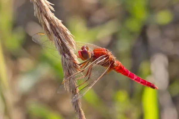 Scarlet Darter ♂ (2013)