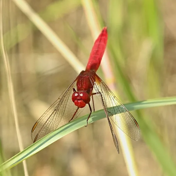 Scarlet Darter ♂ (2013)
