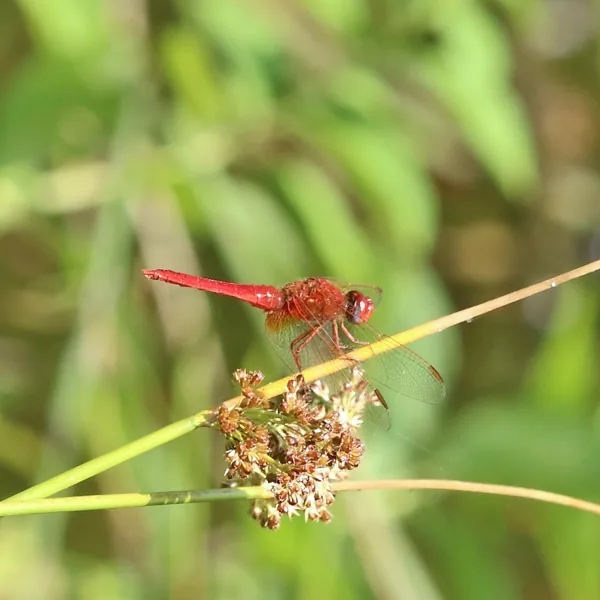 Scarlet Darter ♂ (2013)
