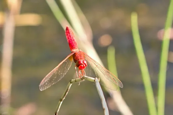 Scarlet Darter ♂ (2013)