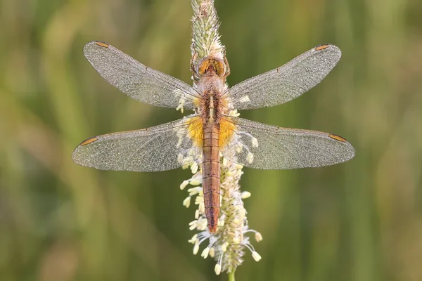 Scarlet Darter ♀ (2017)
