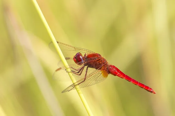 Scarlet Darter ♂ (2017)