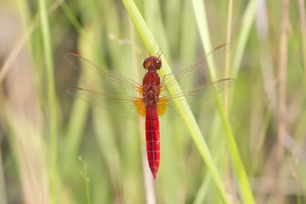 Scarlet Darter ♂ (2017)